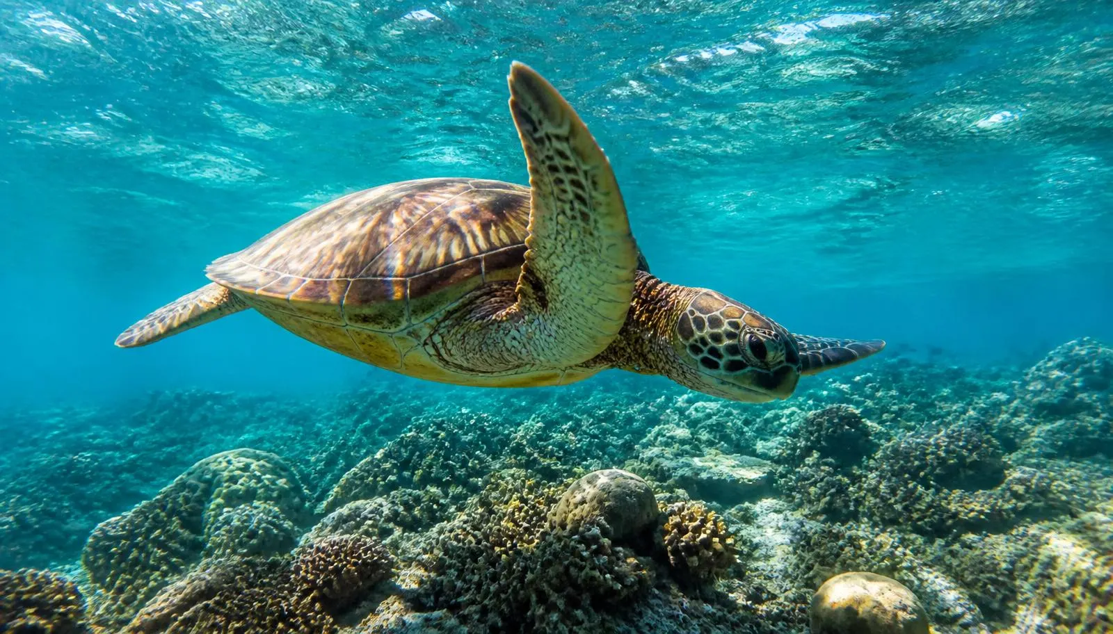 Com'è davvero immergersi con una tartaruga — Immergersi con le Tartarughe