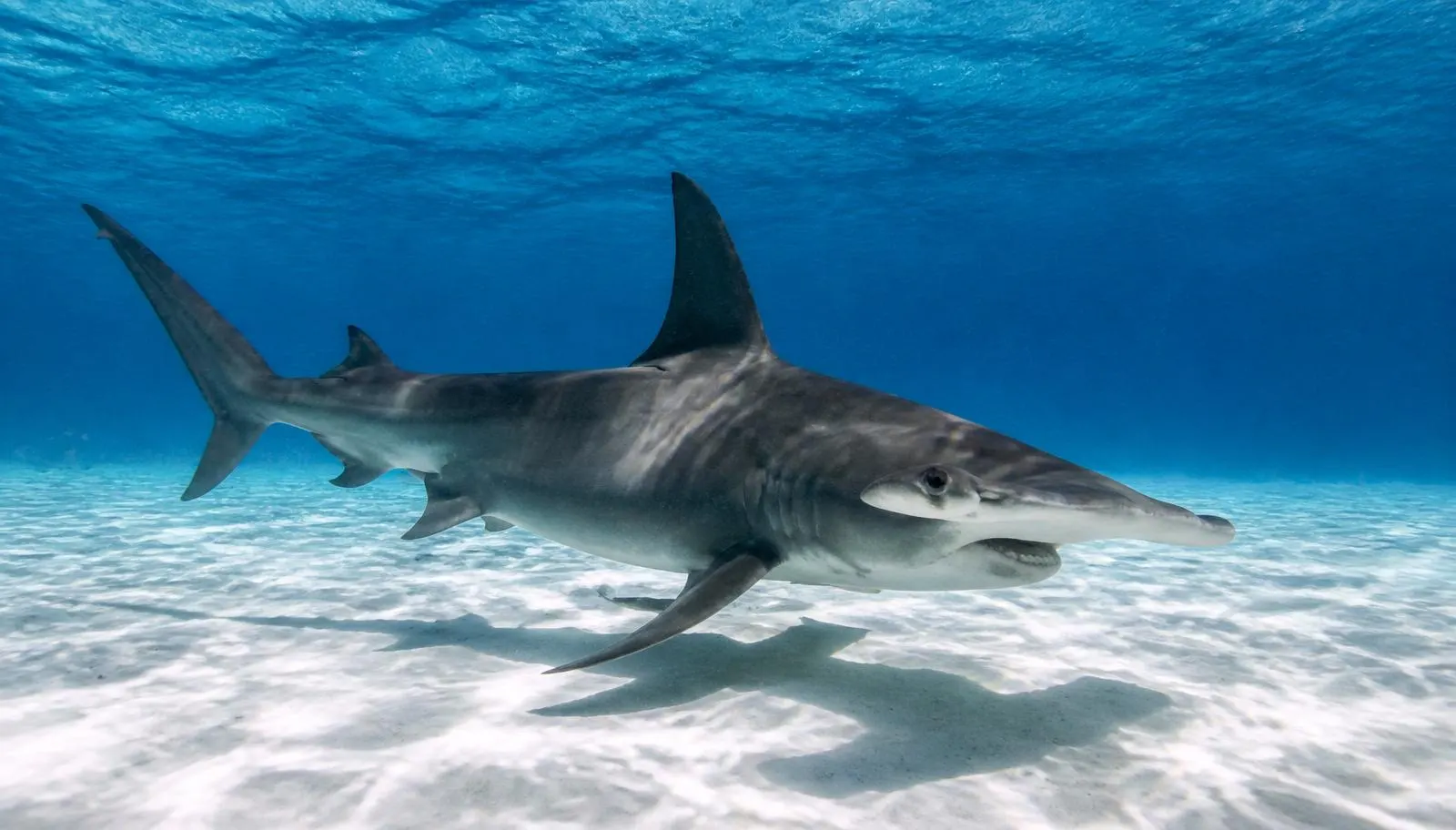 What diving with sharks is actually like — Diving With Sharks