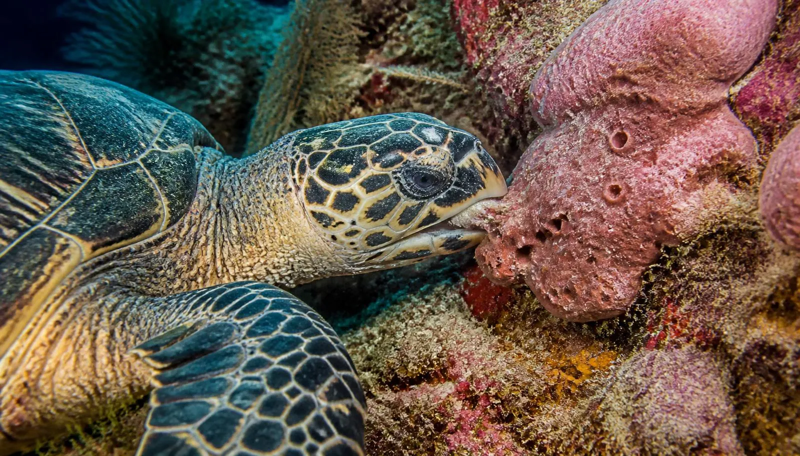 Le sette specie e come distinguerle — Immergersi con le Tartarughe