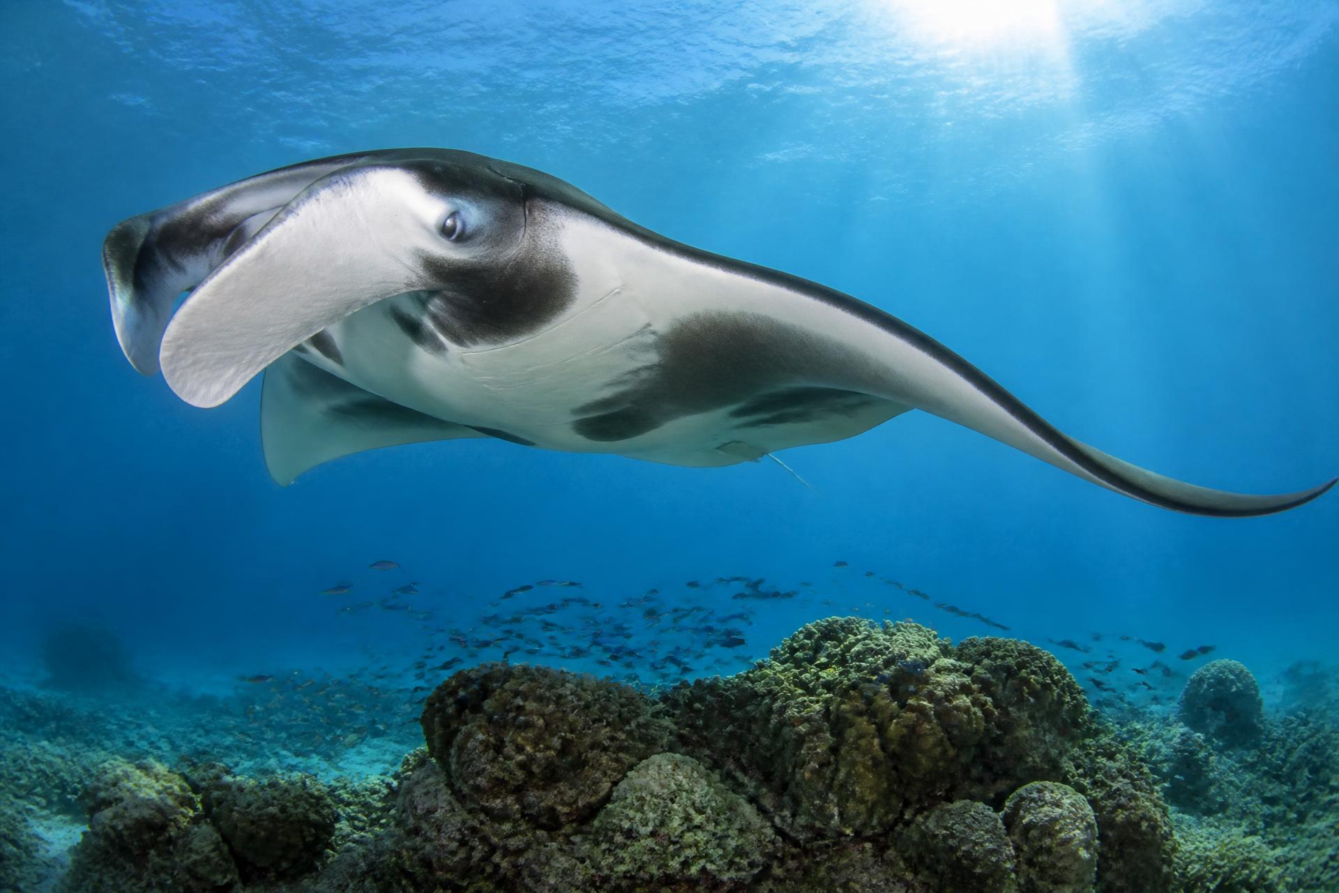 Hoe het is om met een manta te duiken — Duiken met manta's: de complete wereldwijde gids