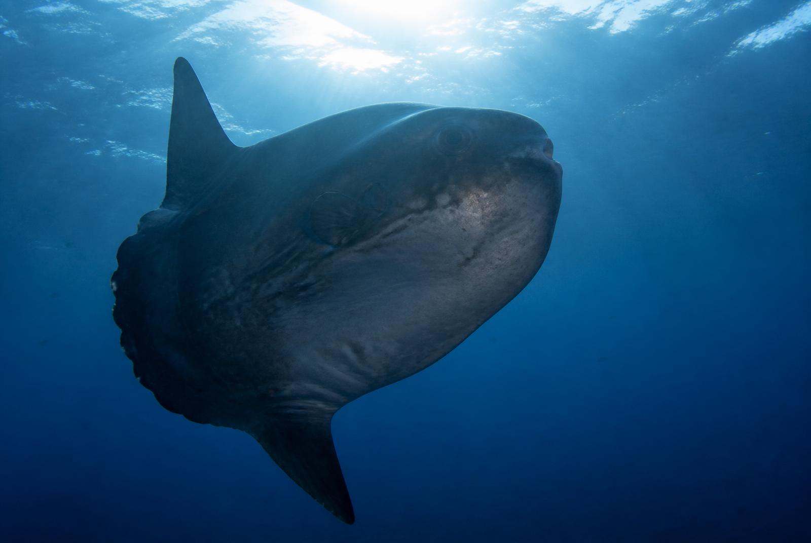 Bali en Nusa Penida — Hoe en Waar te Duiken met Mola Mola (Oceaan Maanvis)
