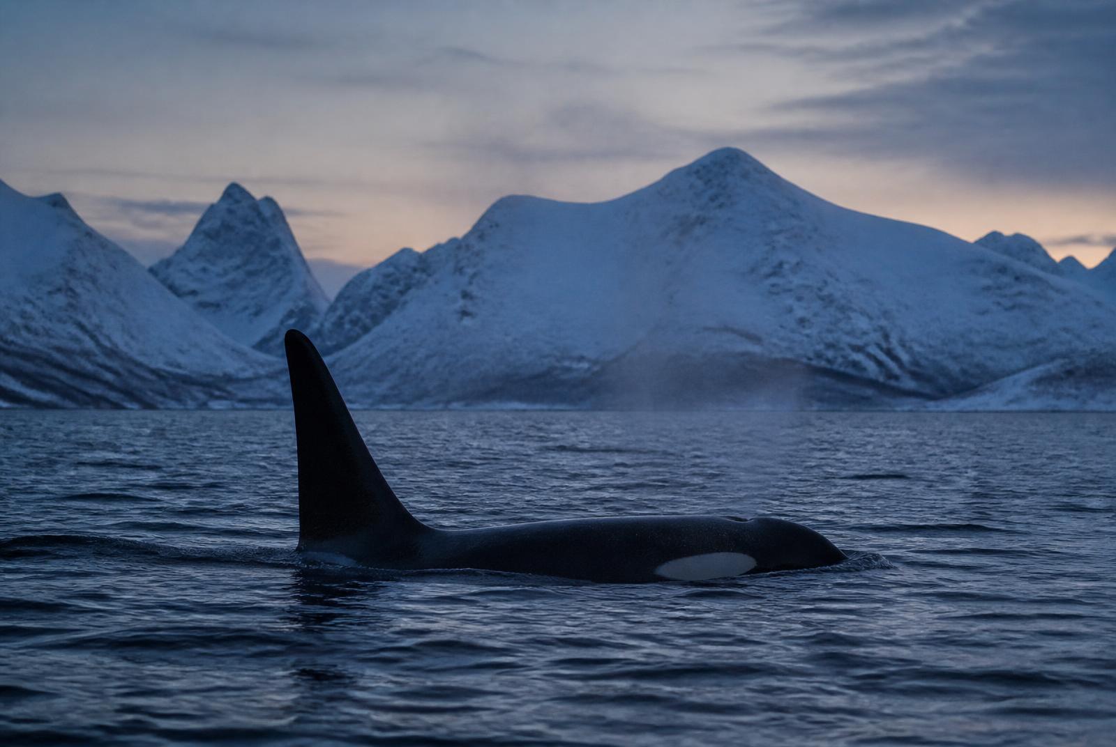 Norvège — Comment et où plonger avec les orques (épaulards)