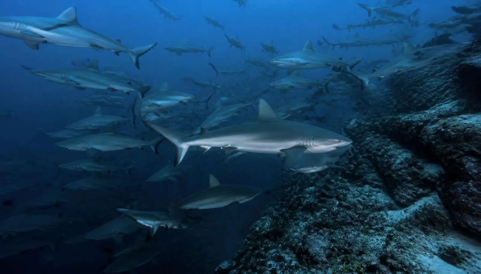 Reef sharks — Diving With Sharks