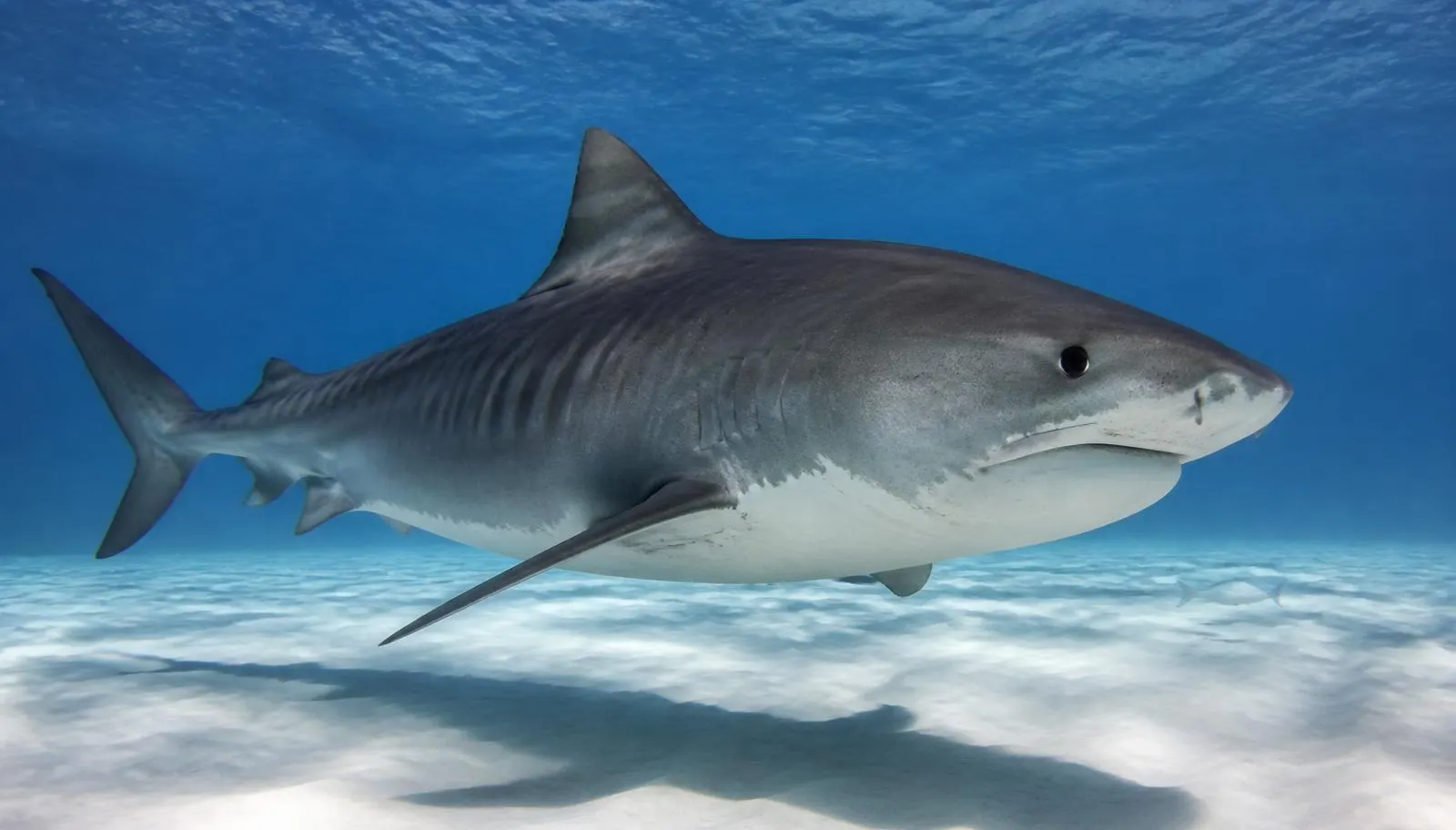 Bahamas — Diving With Sharks