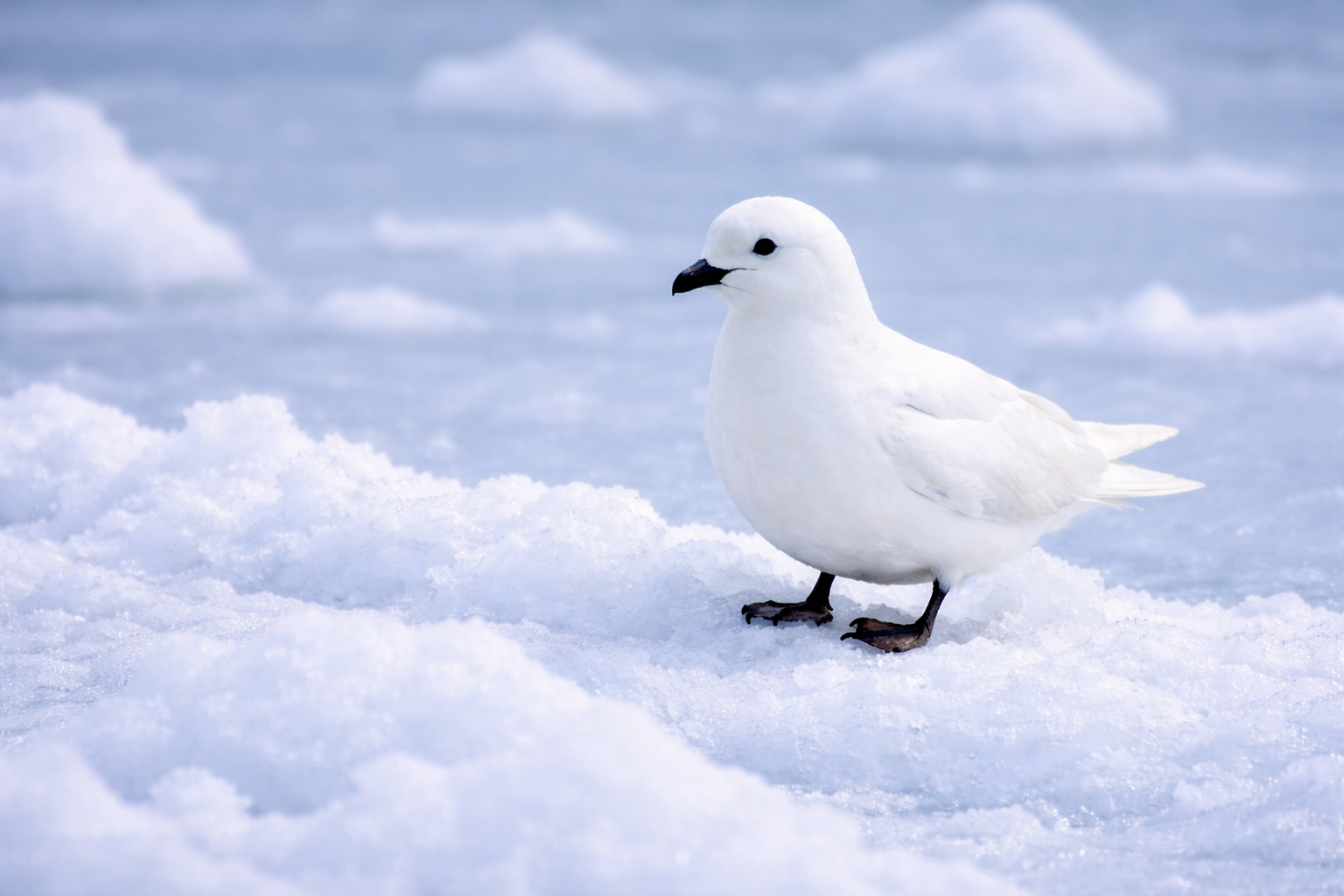 Snow Petrel