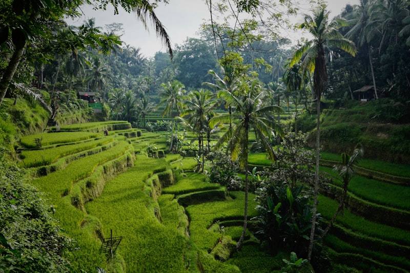 Ubud risterrasser