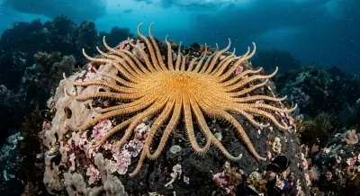 Starfish at the dive site Point Wild