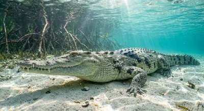 American Saltwater Crocodile at the dive site Boca de Piedra
