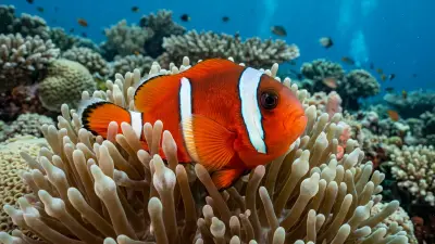 Anemonefish at the dive site Blue Holes