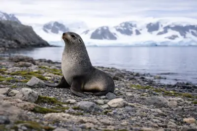 Fur seals at the dive site Point Wild
