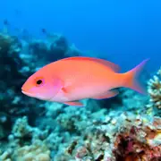 एंथियास (Pseudanthias spp.) – समुद्री जीवन