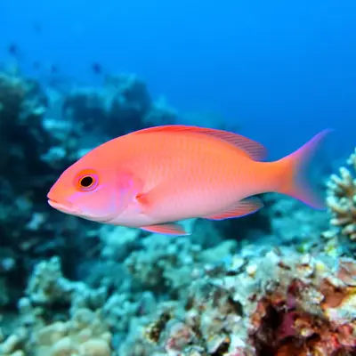 Pink Anthias at the dive site SAS Wreck (Kaş)