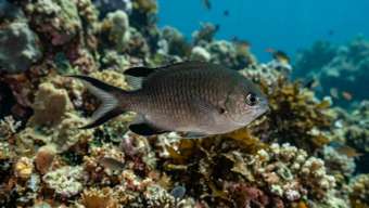 Азорский Хромис (Chromis limbata) – морская жизнь