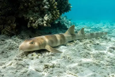 Requins-chabots bambous at the dive site Koh Doc Mai