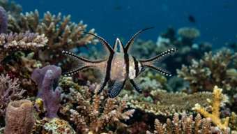 Кардиналовая рыба Бангай (Pterapogon kauderni) – морская жизнь