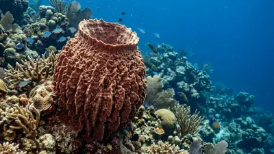 Barrel sponge at the dive site Dos Chichas