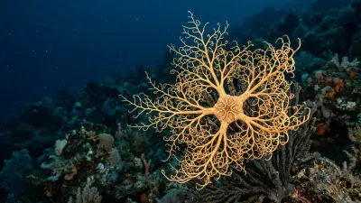 Basket star at the dive site Dos Chichas