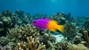 Basslet (Grammatidae) underwater in Mexico — reef fish you can dive with on a liveaboard trip