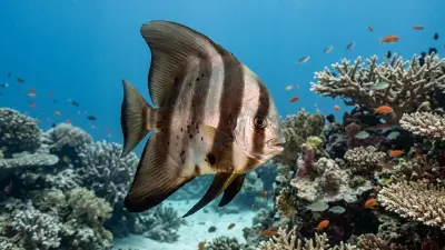 Batfish at the dive site Echuca Patch