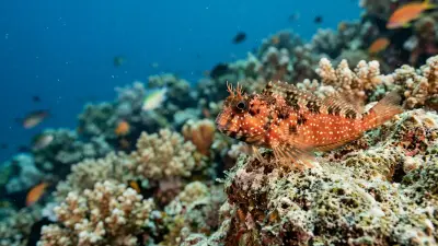 Slemfiskar at the dive site Baixa do Ilheu do Frade