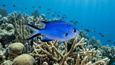 Blue chromis at the dive site Dos Chichas