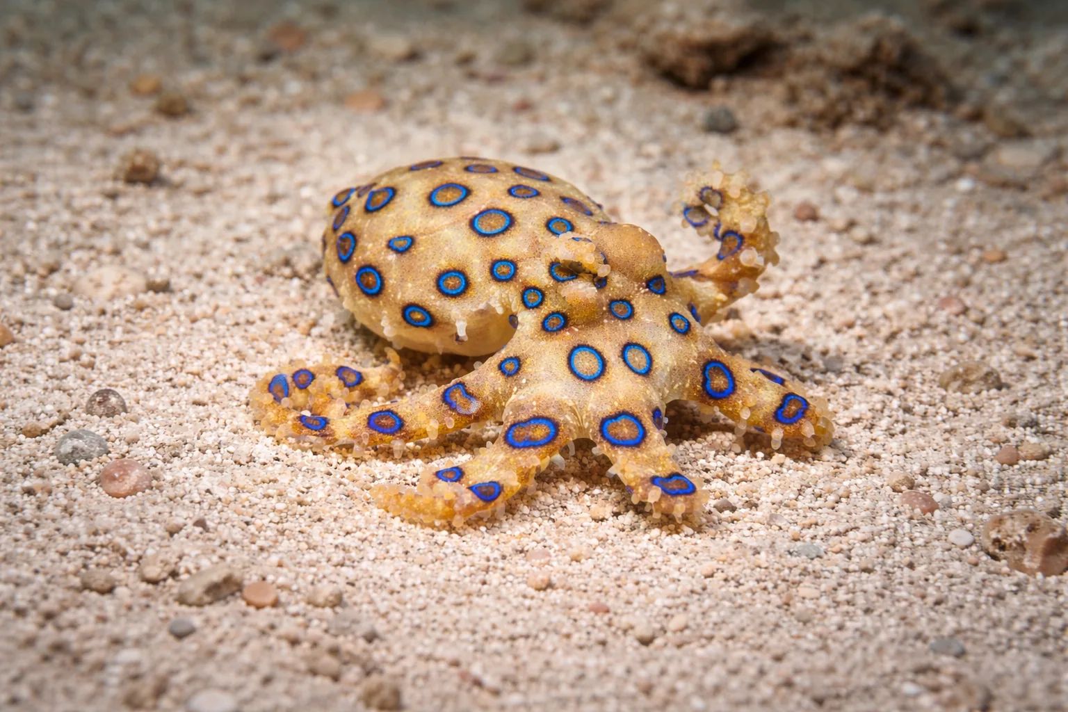 Blue-ringed octopus at the dive site The Aquarium