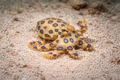 Blue-ringed octopus at the dive site Pool Party