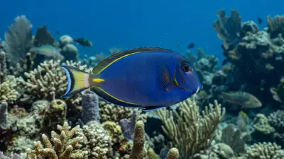 Blue-spotted Ribbontail Ray at the dive site Sataya Reef (Dolphin Reef)