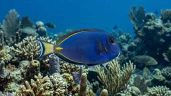 Синий Хирург (Acanthurus coeruleus) – морская жизнь