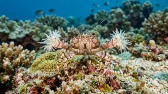 Краб-боксер (Lybia tessellata) – морская жизнь