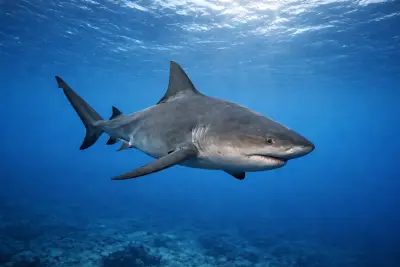 Bull Shark at the dive site Mama Viña Wreck