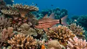Kardhal (Cardinalfish) (Apogonidae) – tengeri élővilág