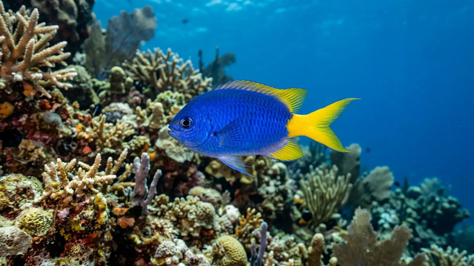 Chromis at the dive site Jim's Alley