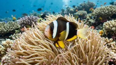 Clark's Anemonefish at the dive site Anemone Reef