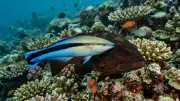 Pussereke (Labroides dimidiatus) – marint liv