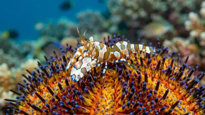 Coleman shrimp at the dive site Kalabahi Bay