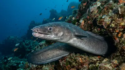 Congrio at the dive site Faial Channel