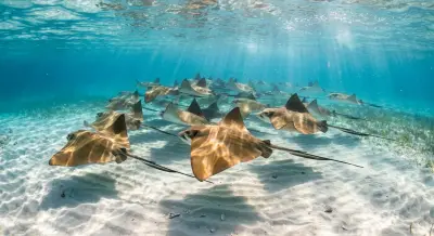 Cow nose ray at the dive site Dos Sombreros