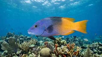Креольская губатка (Bodianus parrae) – морская жизнь