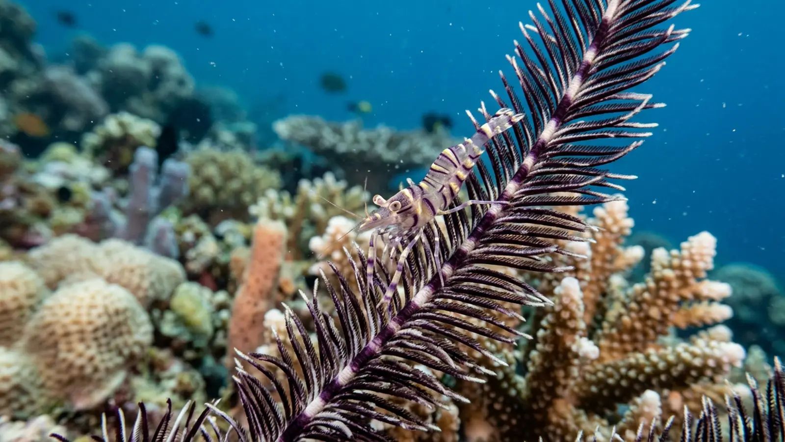 Crinoid Shrimp at the dive site Tank Rock