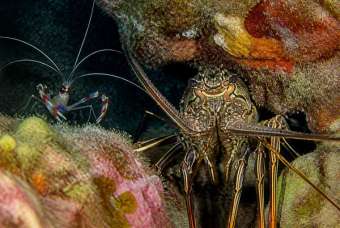 Ракообразные (Crustacea) – морская жизнь