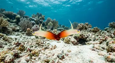 Dartfish at the dive site Crinoid Wall