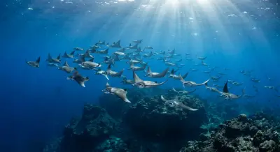 Devil ray at the dive site Padar Reef