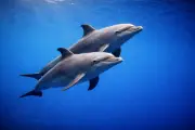 Tumler (Tursiops truncatus) – marint liv