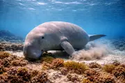 ジュゴン (Dugong dugon) – 海洋生物
