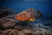 Sötét sügér (Epinephelus marginatus) – tengeri élővilág
