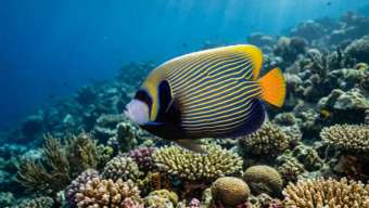 Императорский ангел (Pomacanthus imperator) – морская жизнь