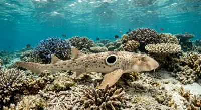 Epaulette shark at the dive site Wayag
