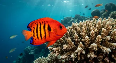 Pez ángel llama at the dive site Yap Caverns