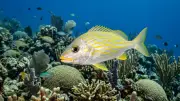 French Grunt (Haemulon flavolineatum) underwater in Bahamas — reef fish you can dive with on a liveaboard trip
